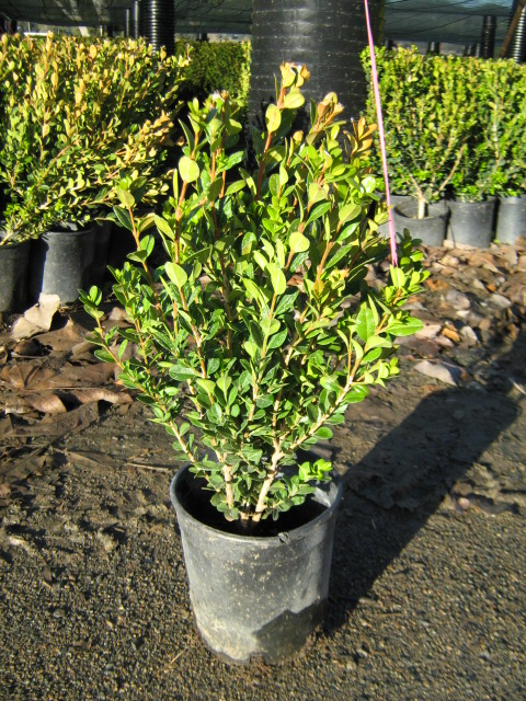 Winter Gem Boxwood