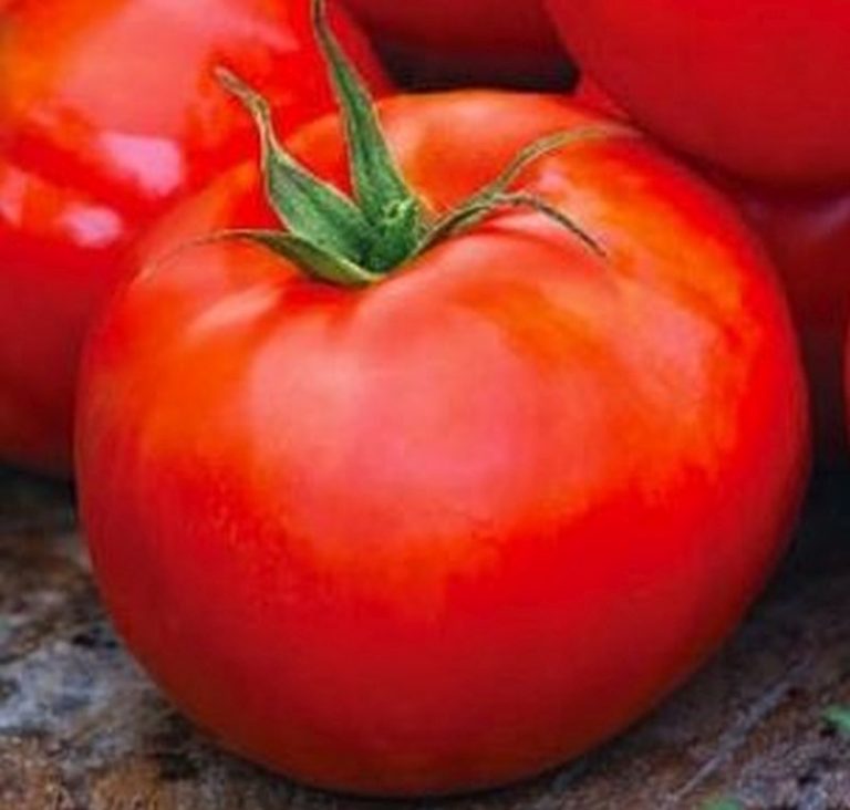 Ace Tomato Star Nursery Garden and Rock Centers