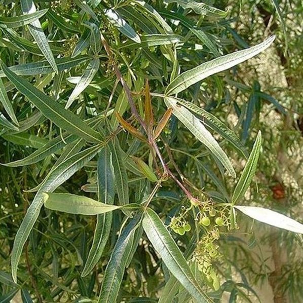 African Sumac Tree Star Nursery Garden and Rock Centers
