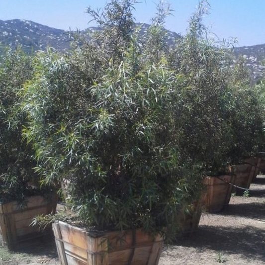 African Sumac Tree Star Nursery Garden and Rock Centers