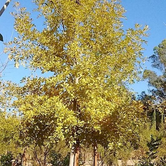 Arizona Ash