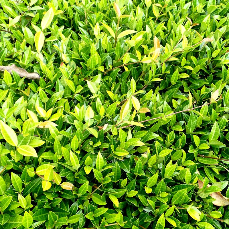 asian jasmine ground cover