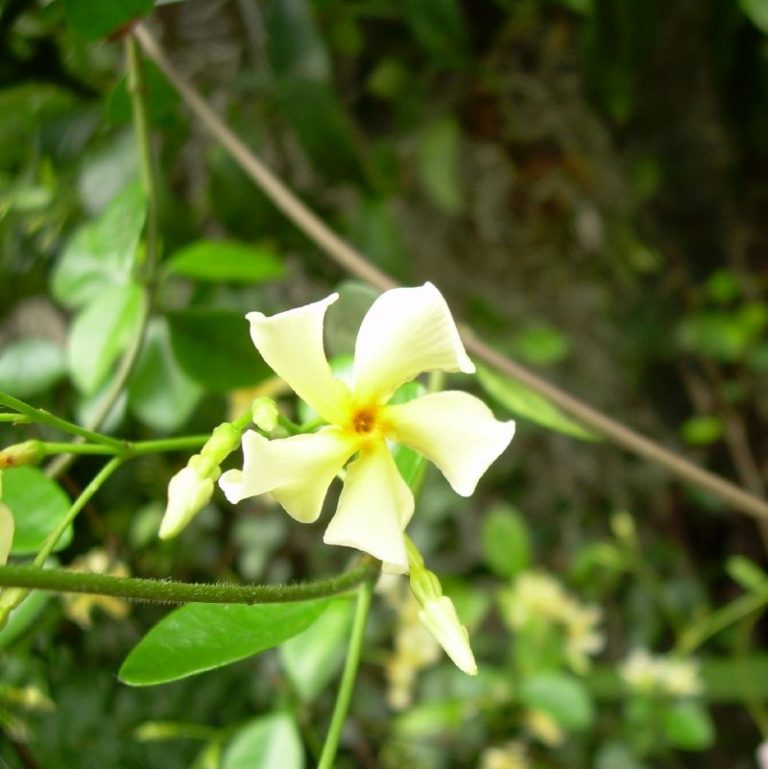 Asian Jasmine Star Nursery Garden and Rock Centers