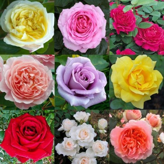 Assorted Bush Roses Star Nursery Garden and Rock Centers