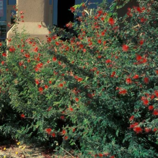 Baja Fairy Duster Star Nursery Garden and Rock Centers