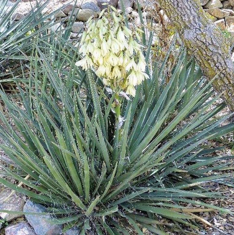 Banana Yucca Star Nursery Garden and Rock Centers