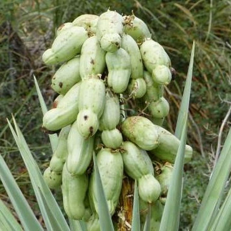 Banana Yucca Star Nursery Garden and Rock Centers