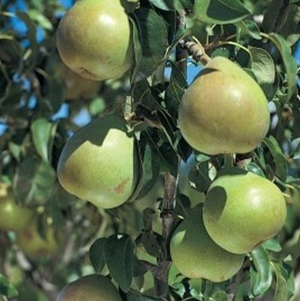 Bartlett Pear Star Nursery Garden and Rock Centers