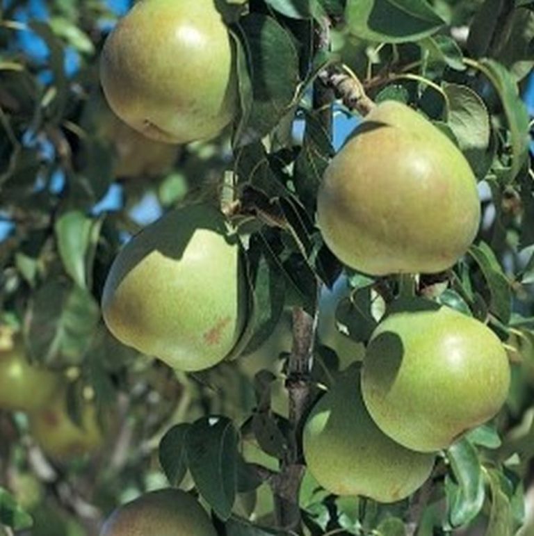 Bartlett Pear Star Nursery Garden and Rock Centers