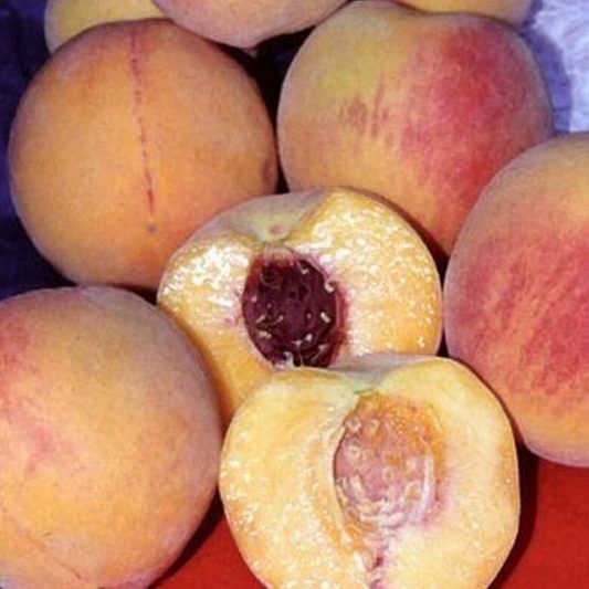Bhargavee-Peach