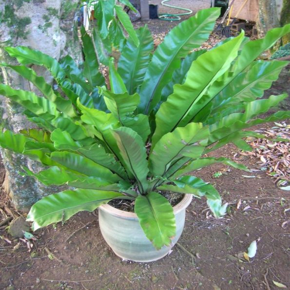 Bird Nest Fern Star Nursery Garden and Rock Centers