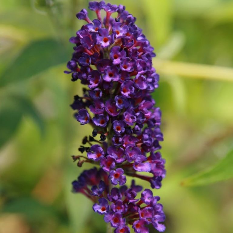 Black Knight Butterfly Bush Star Nursery Garden and Rock Centers