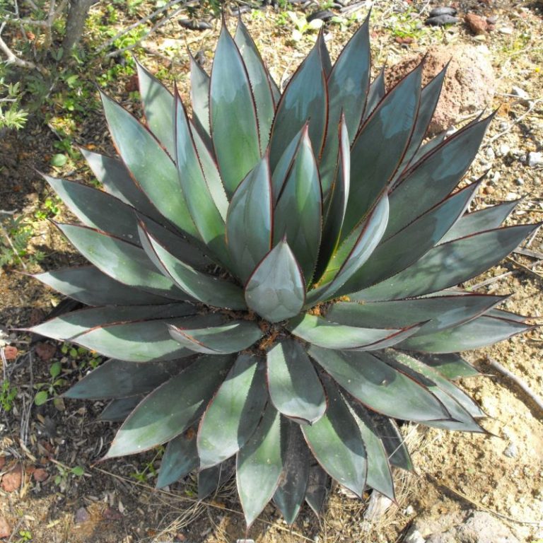 Blue Glow Agave