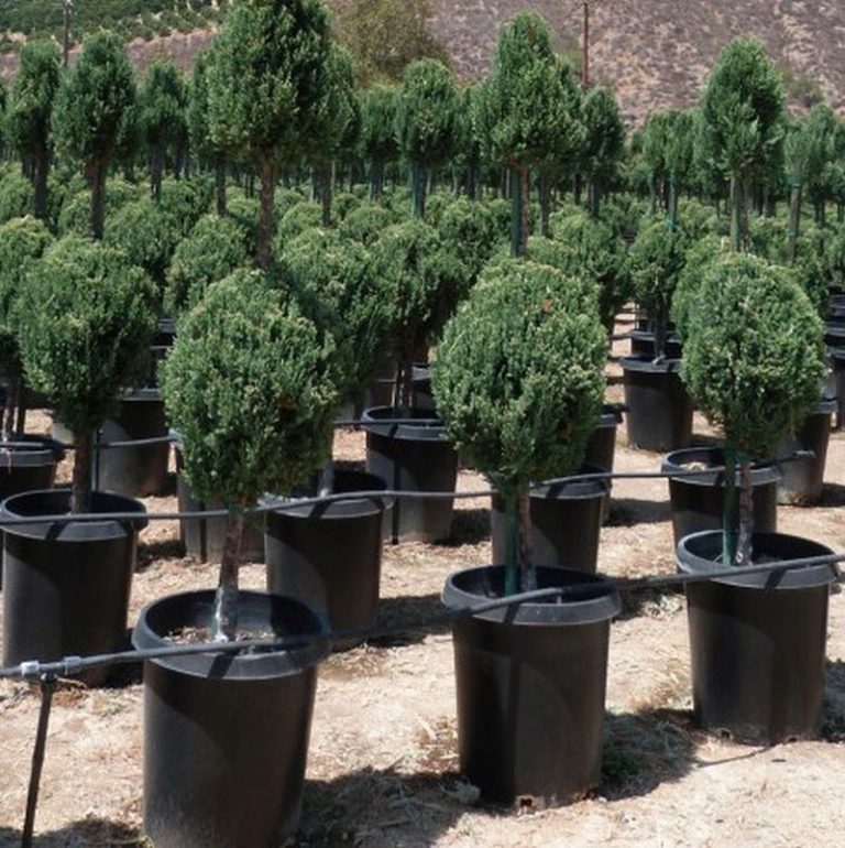 Blue Point Juniper Star Nursery Garden and Rock Centers