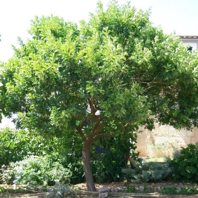 Brazilian Pepper Tree