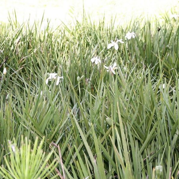 Butterfly Iris Star Nursery Garden and Rock Centers