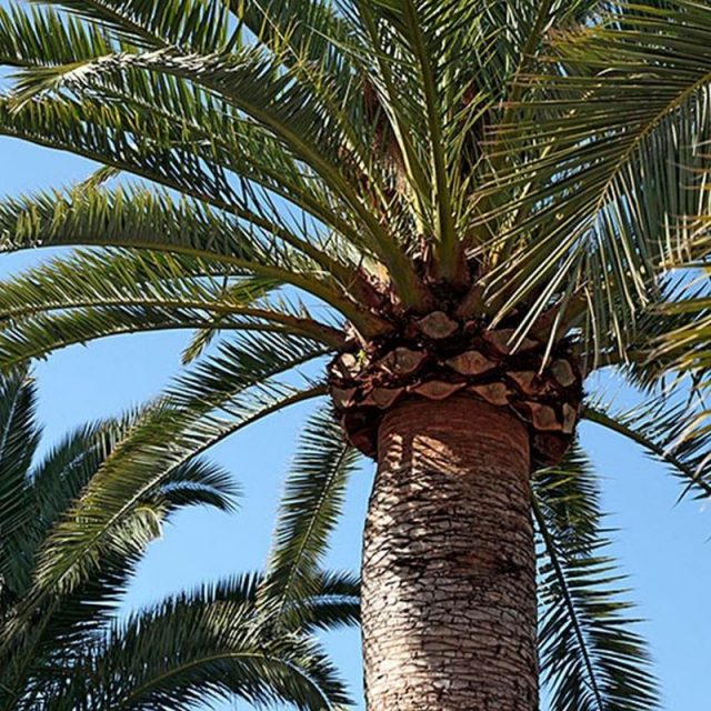 Canary Island Date Palm Star Nursery Garden and Rock Centers