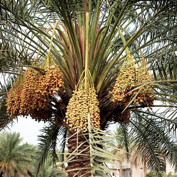 Canary Island Date Palm Star Nursery Garden and Rock Centers