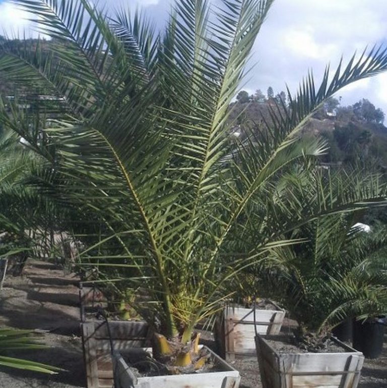 Canary Island Date Palm Star Nursery Garden and Rock Centers