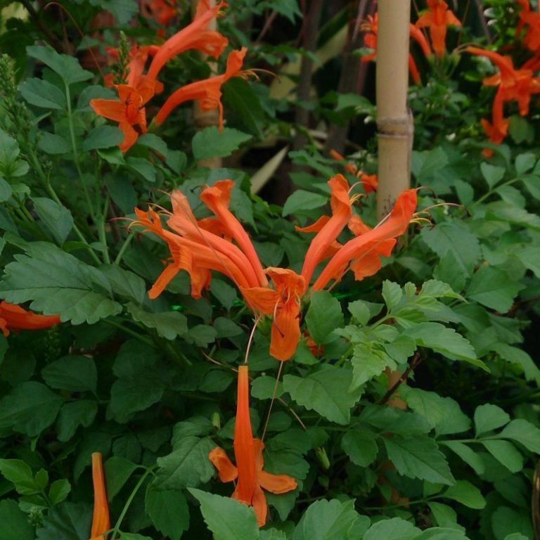 Tag redorange tubular flowers Star Nursery Garden and Rock Centers