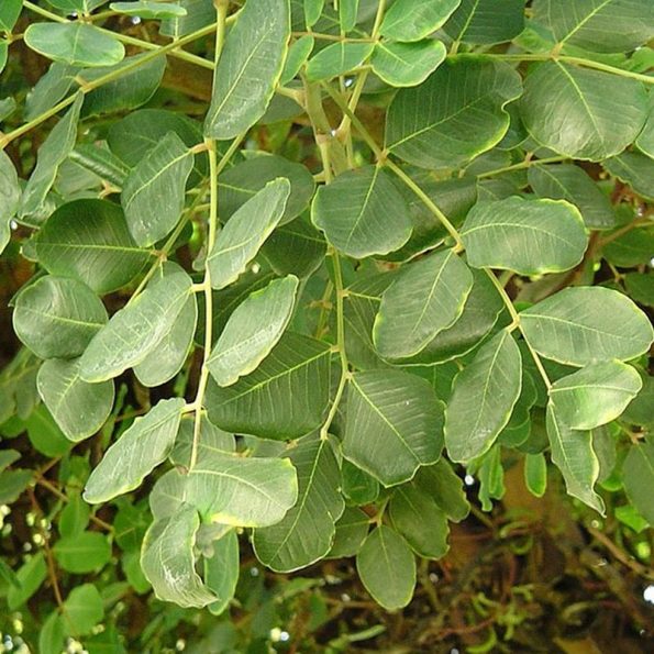 Carob Tree Star Nursery Garden and Rock Centers