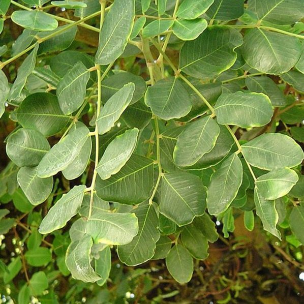 Carob Tree Star Nursery Garden and Rock Centers