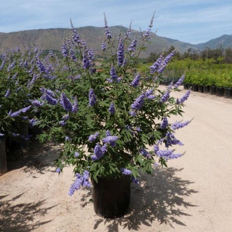 Chaste Tree Star Nursery Garden and Rock Centers