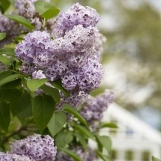 Common Lilac
