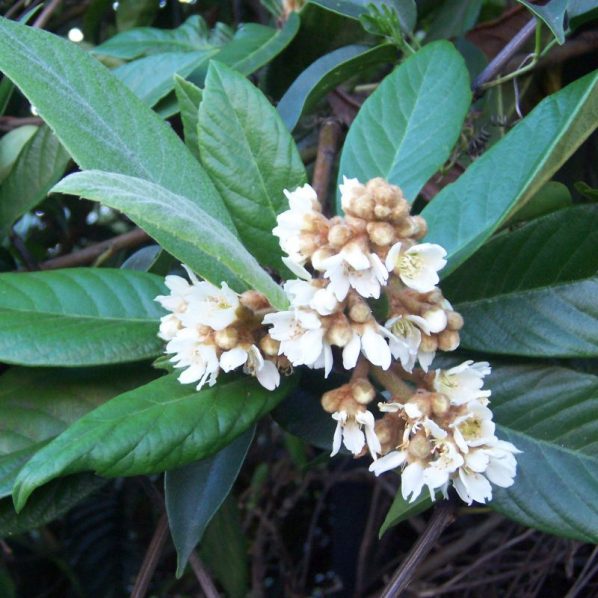 Coppertone Loquat | Star Nursery Garden and Rock Centers