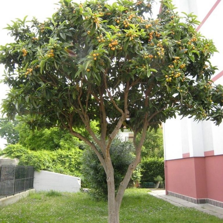 Eriobotrya Japonica ‚Coppertone‘ – GILCA