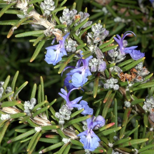 Creeping Rosemary Star Nursery Garden and Rock Centers