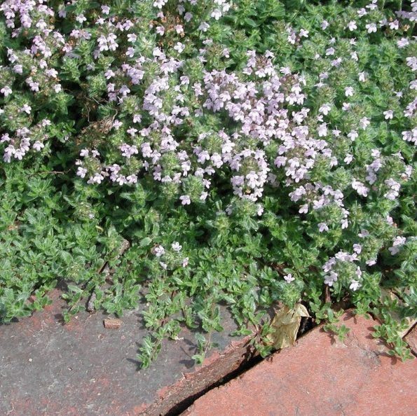 Creeping Thyme Star Nursery Garden and Rock Centers