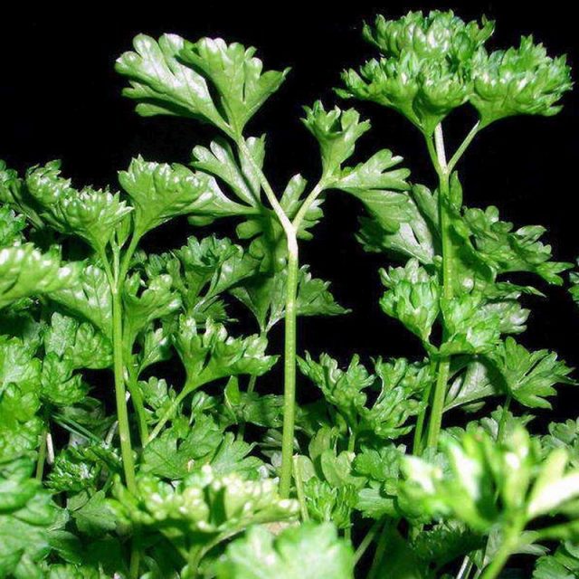 Curled Parsley Star Nursery Garden and Rock Centers