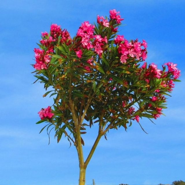 Dark Pink Oleander Tree Star Nursery Garden and Rock Centers