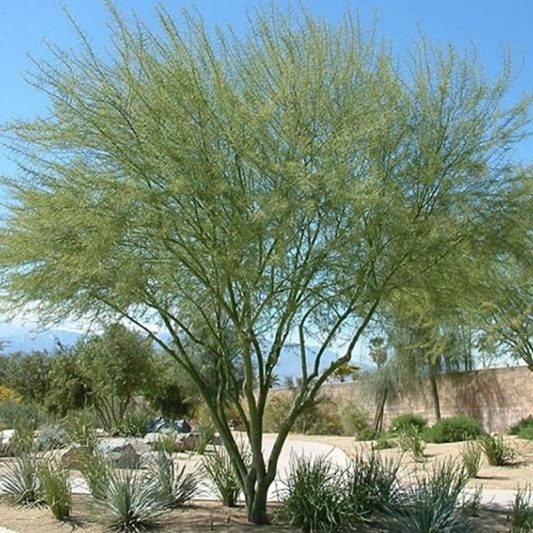 Desert Museum Palo Verde Tree Star Nursery Garden and Rock Centers