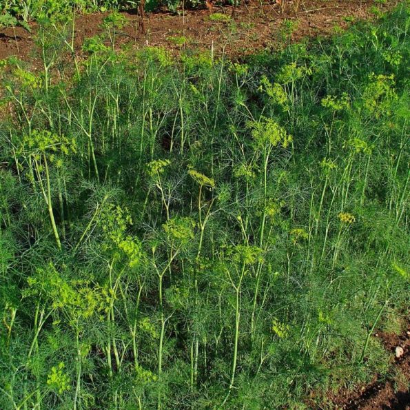 Dill Dill