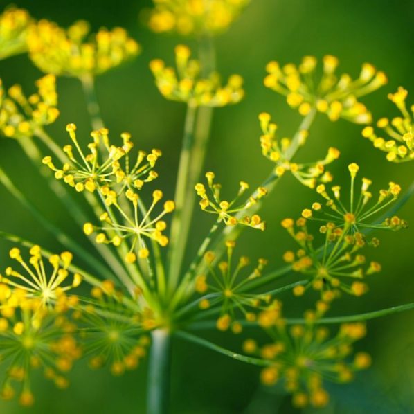 Dill Star Nursery Garden and Rock Centers