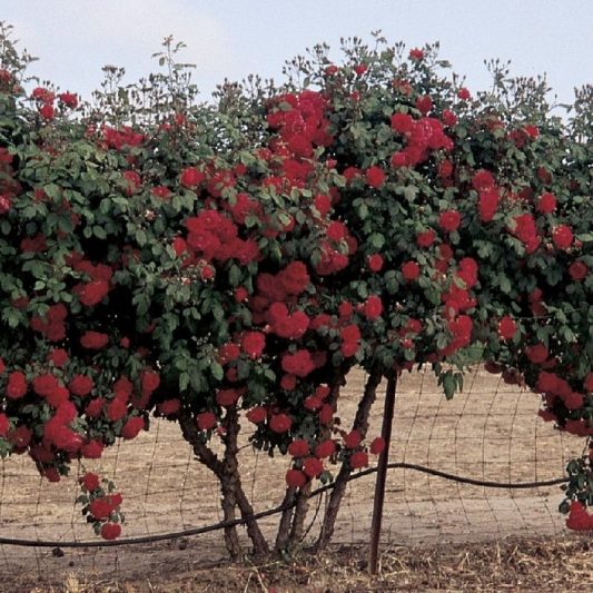 Don Juan Climbing Rose Star Nursery Garden and Rock Centers