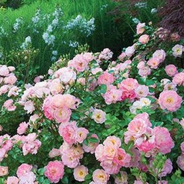 Tag Drift Rose Star Nursery Garden and Rock Centers