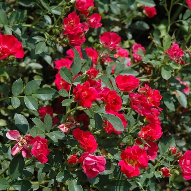Double Red Drift Rose Star Nursery Garden and Rock Centers