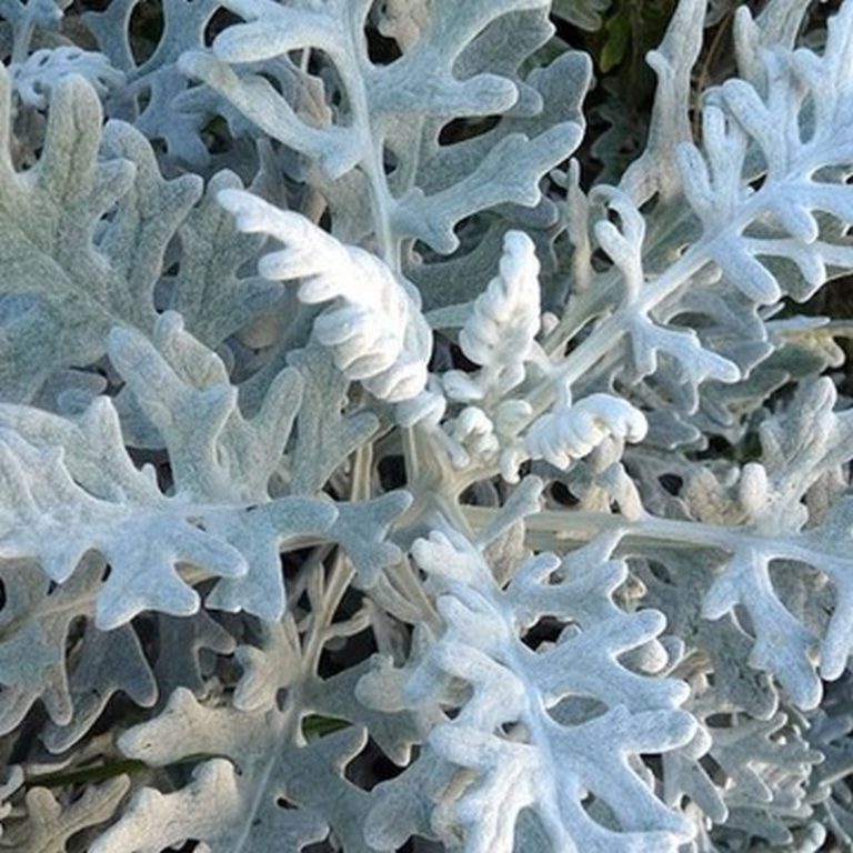 Dusty Miller Star Nursery Garden and Rock Centers