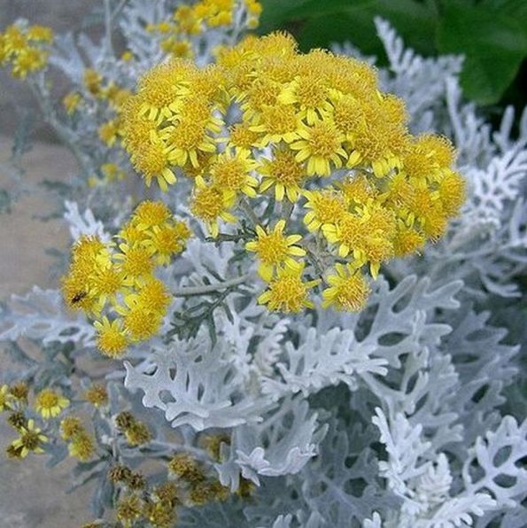 Dusty Miller Star Nursery Garden and Rock Centers