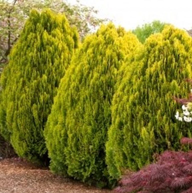 Dwarf Golden Arborvitae Star Nursery Garden and Rock Centers