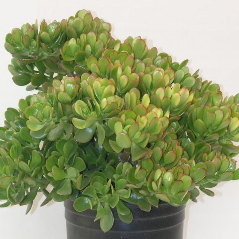 Dwarf Jade Plant Star Nursery Garden and Rock Centers
