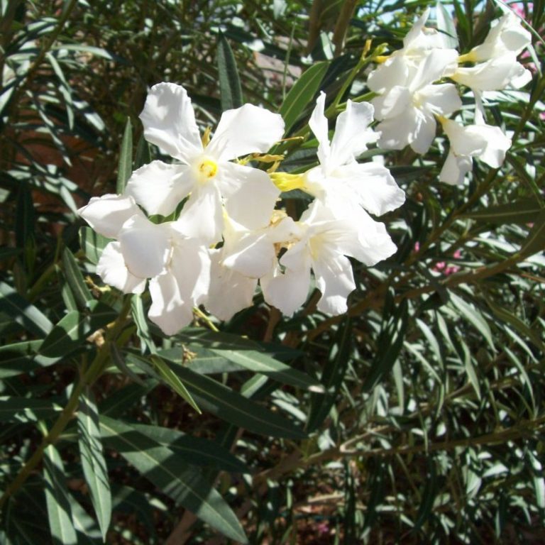 Dwarf White Oleander | Star Nursery Garden and Rock Centers