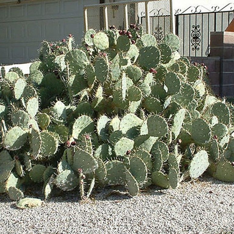 Engelmann Prickly Pear