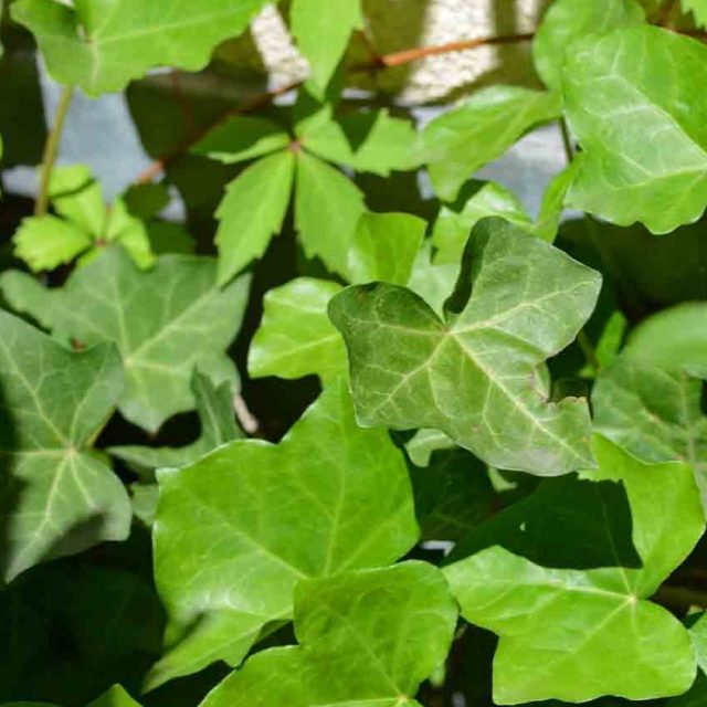 English Ivy Staked | Star Nursery Garden and Rock Centers