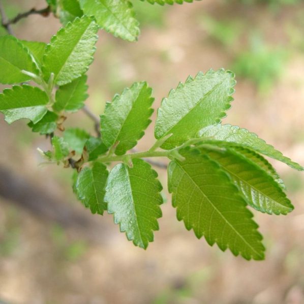 Evergreen Elm Tree Star Nursery Garden and Rock Centers