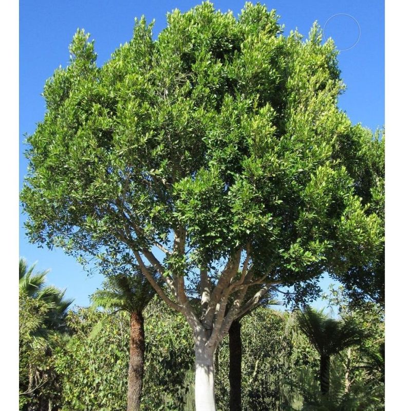 Ficus microcarpa nitida • Mature Height: 30' • M...