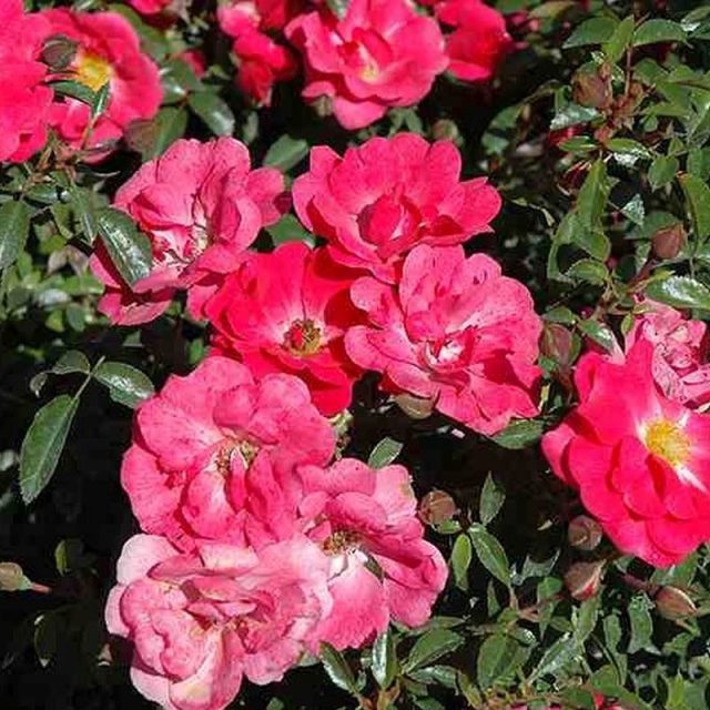 Flower Carpet Pink Rose Star Nursery Garden and Rock Centers